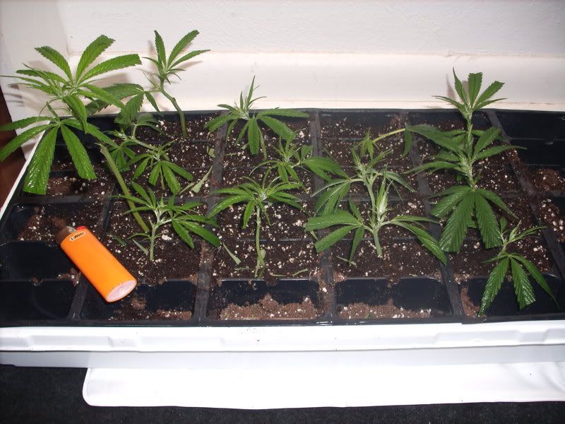 plants11002.jpg