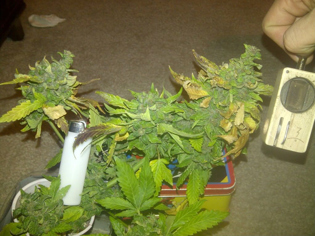 RKHarvest1.jpg