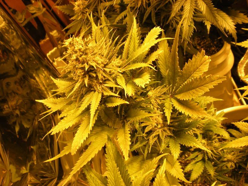 plants246.jpg