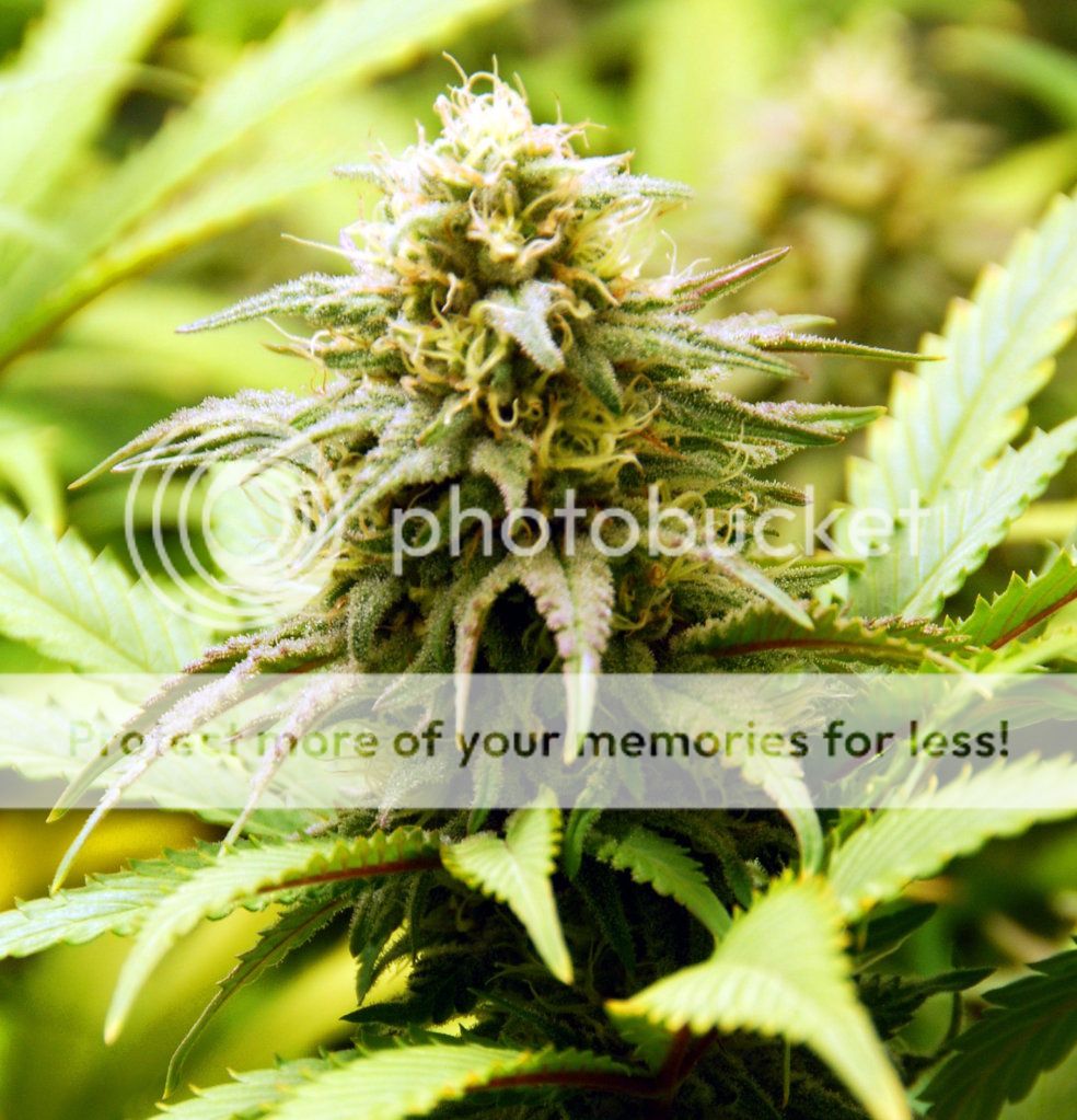 10-16-12SourOG.jpg
