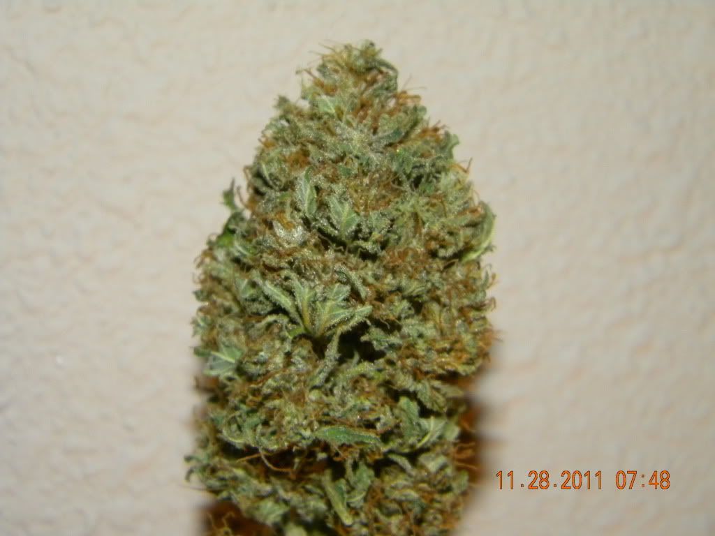 DSCN3072.jpg