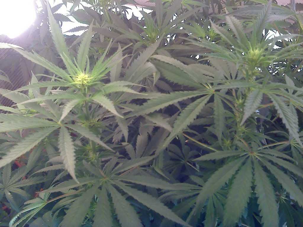 buds.jpg
