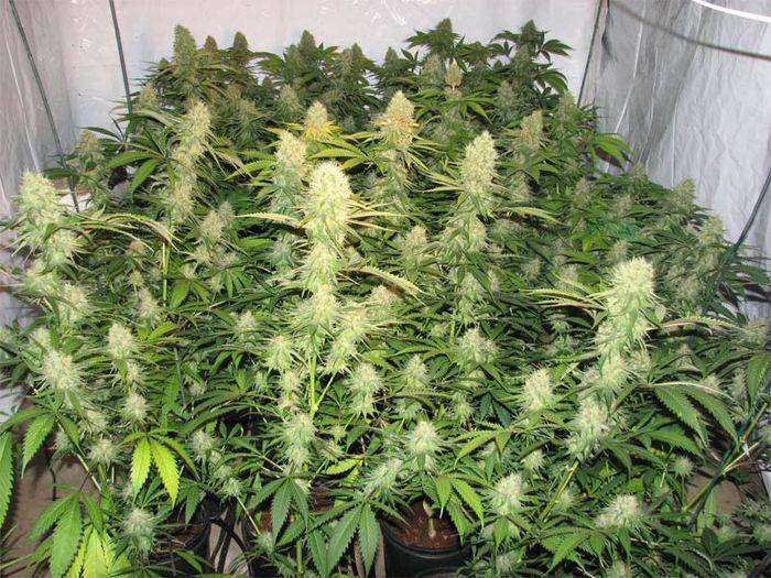3245coco_10_4_08.jpg