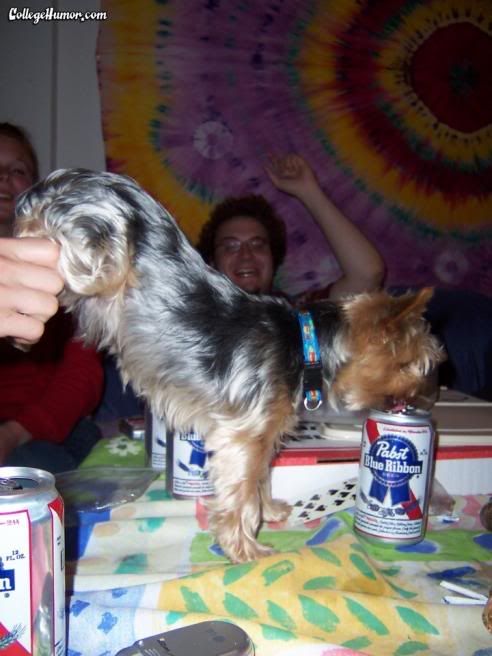 dogkegstand.jpg