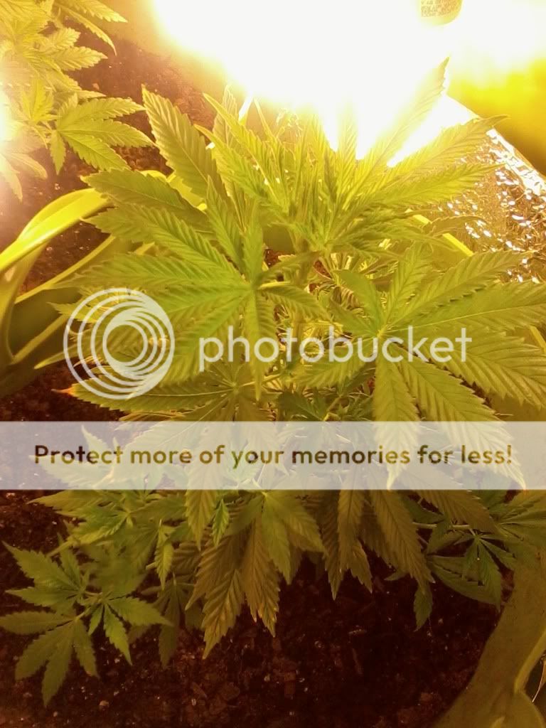 PeppaWeek2Flower2.jpg