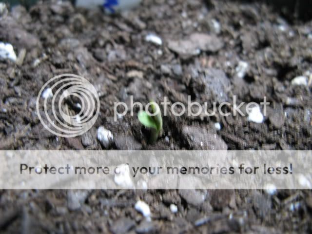 IMG_5457.jpg