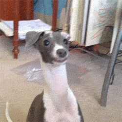 gifs_17.gif