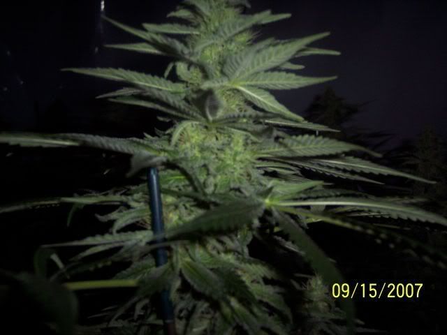35days-halfway003.jpg