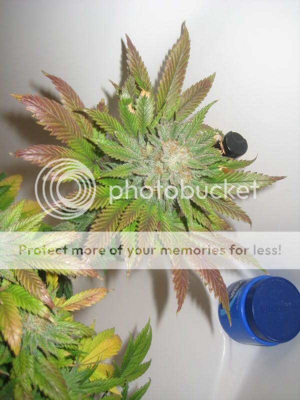 plants220.jpg