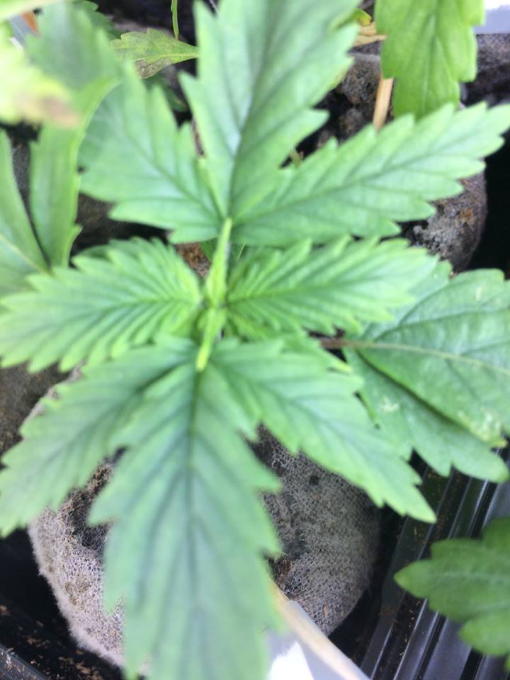 Plant_White_Rhino.jpg