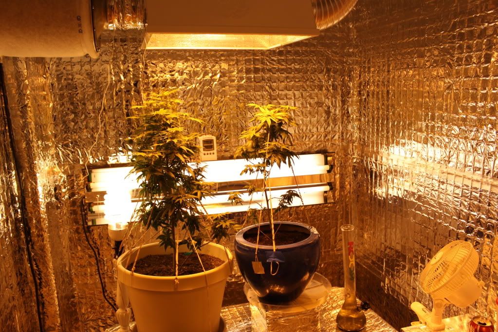 GrowRoom42611.jpg