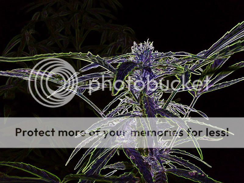 crazybud-1.jpg