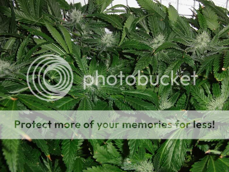 week14_Bud10.jpg