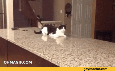 cat-cats-gif-fail-826518.gif
