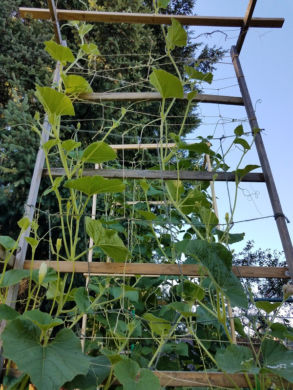gourd1a.jpg
