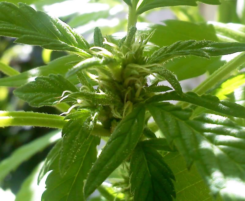 bud-1.jpg