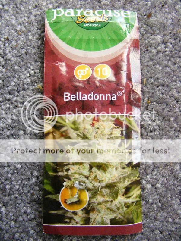 bella004.jpg