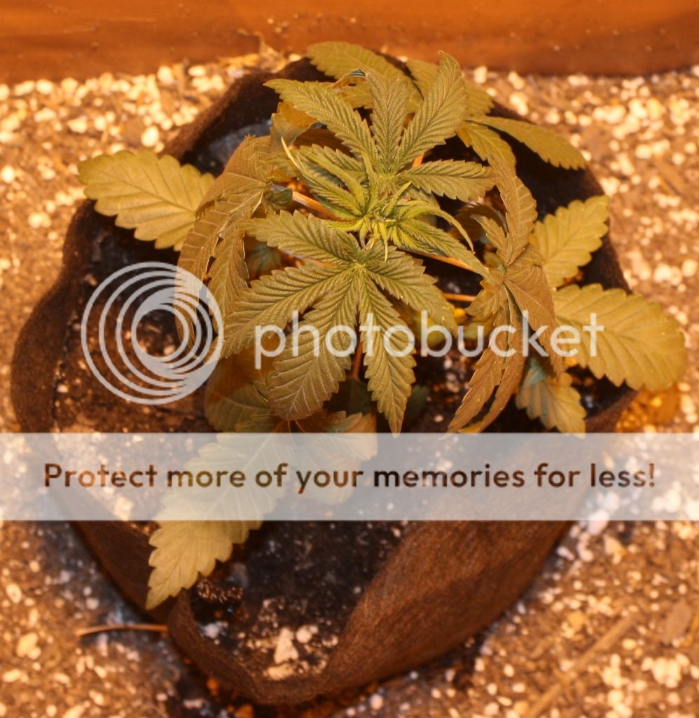 go16daysveg_zps357cf842.jpg