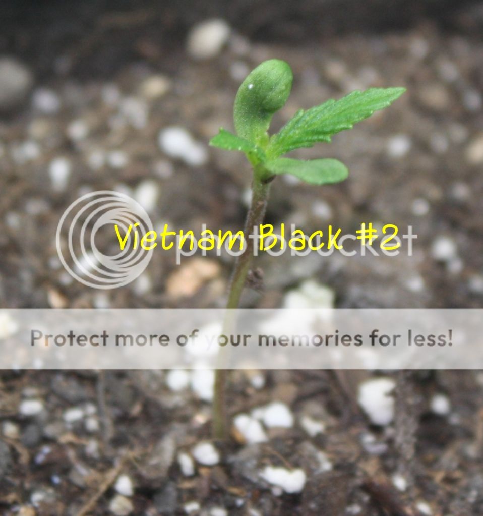 vb2_zps0efe1350.jpg