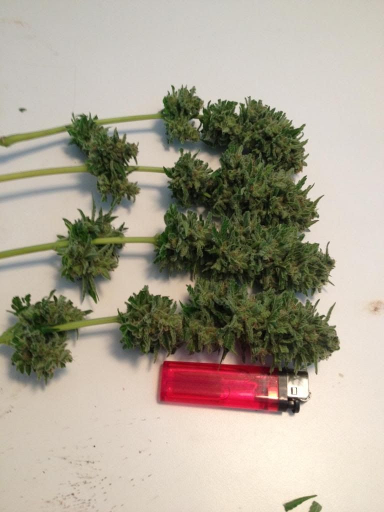 photofdgsrfg_zps499002d6.jpg