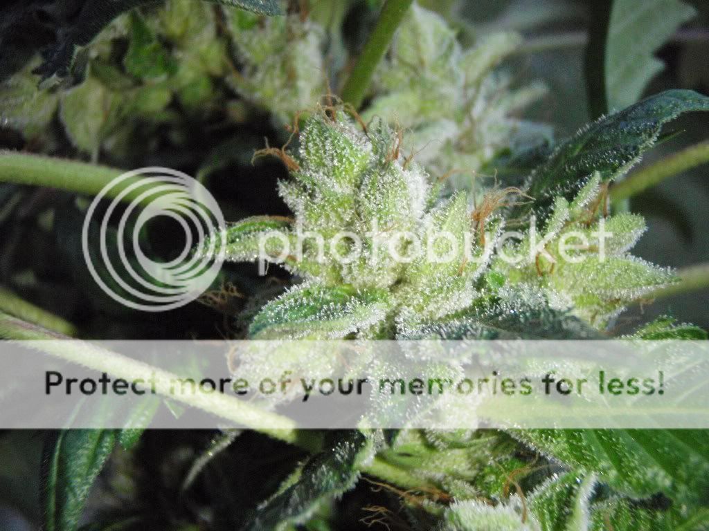 bkharvest5-1.jpg