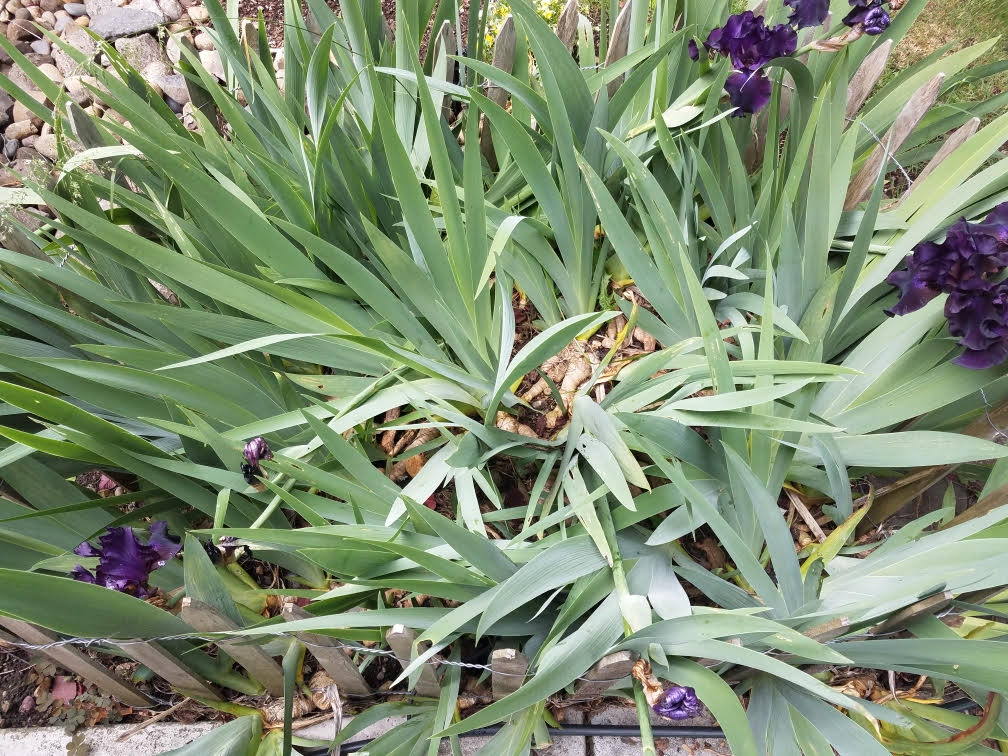 iris5282021.jpg