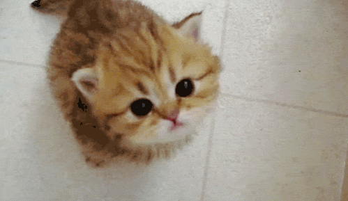 tumblr_inline_mfgumltQLY1rxnvz7.gif