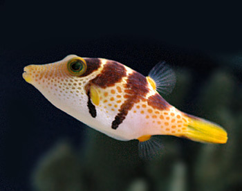 valentinni-sharpnose-puffer.jpg