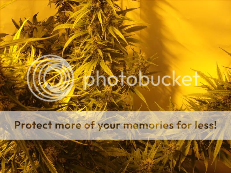 plants17013.jpg