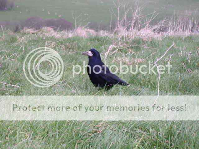 crow.jpg