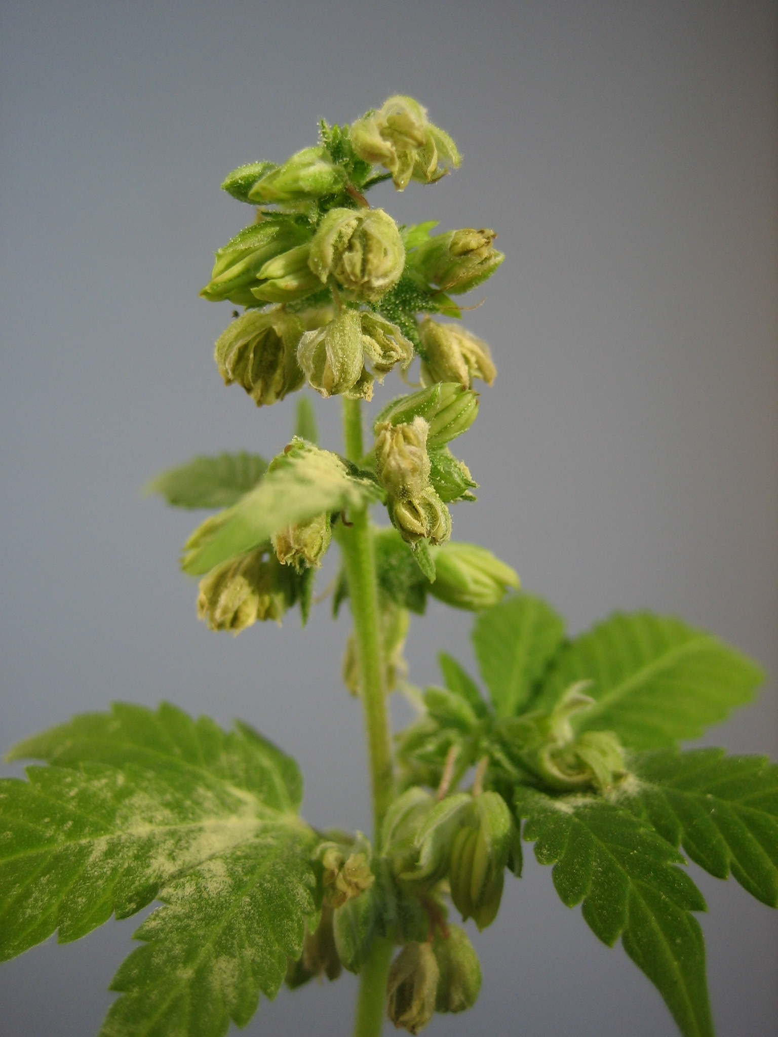 Male_hemp_flowers-2.jpg