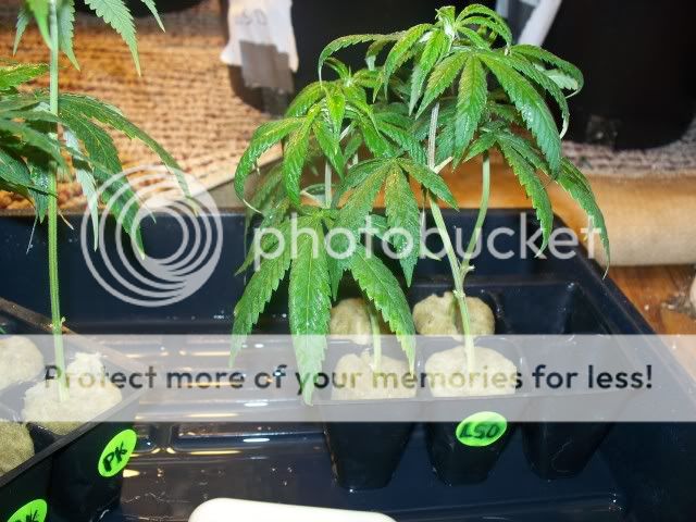 100_1443.jpg