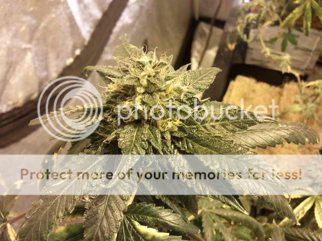 OG-BUBBA.jpg