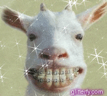 giphy.gif