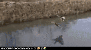 1913c39a-d3ff-4bbe-98ec-0d4bbdf90dc0.gif