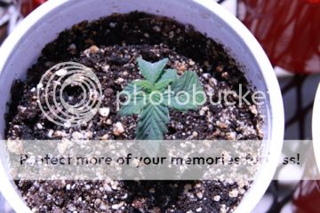 IMG_0879_zpsfd568cc0.jpg