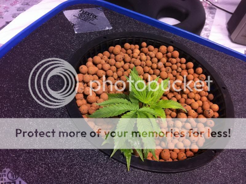 plant3end.jpg