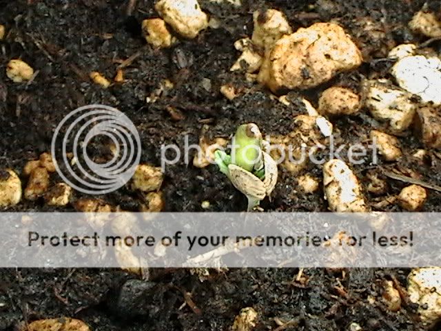 Picture018.jpg