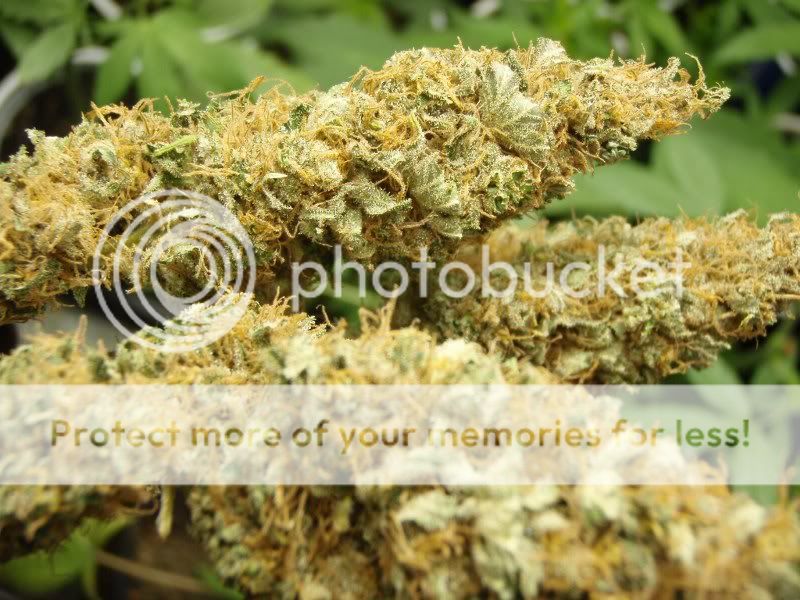bastardjackharvest2_800x600.jpg