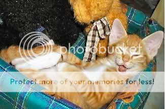 StonedCat.jpg