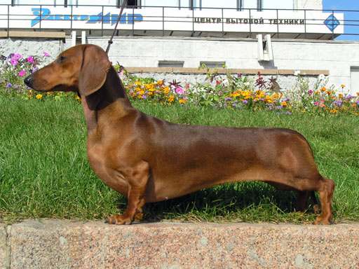 short-haired-dachshund.jpg