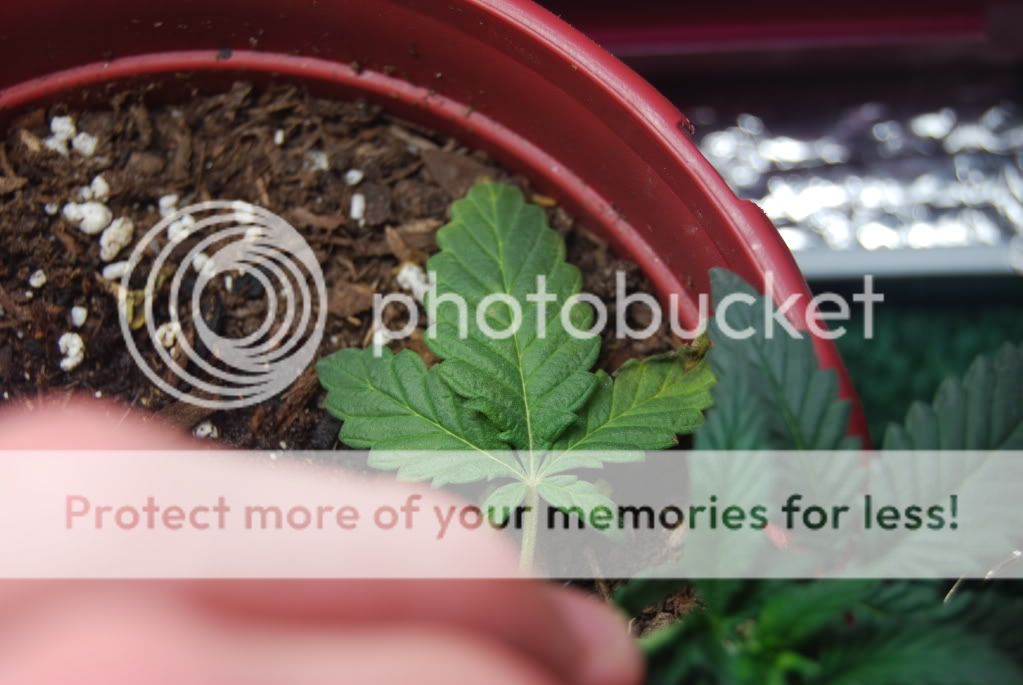 weed26002.jpg