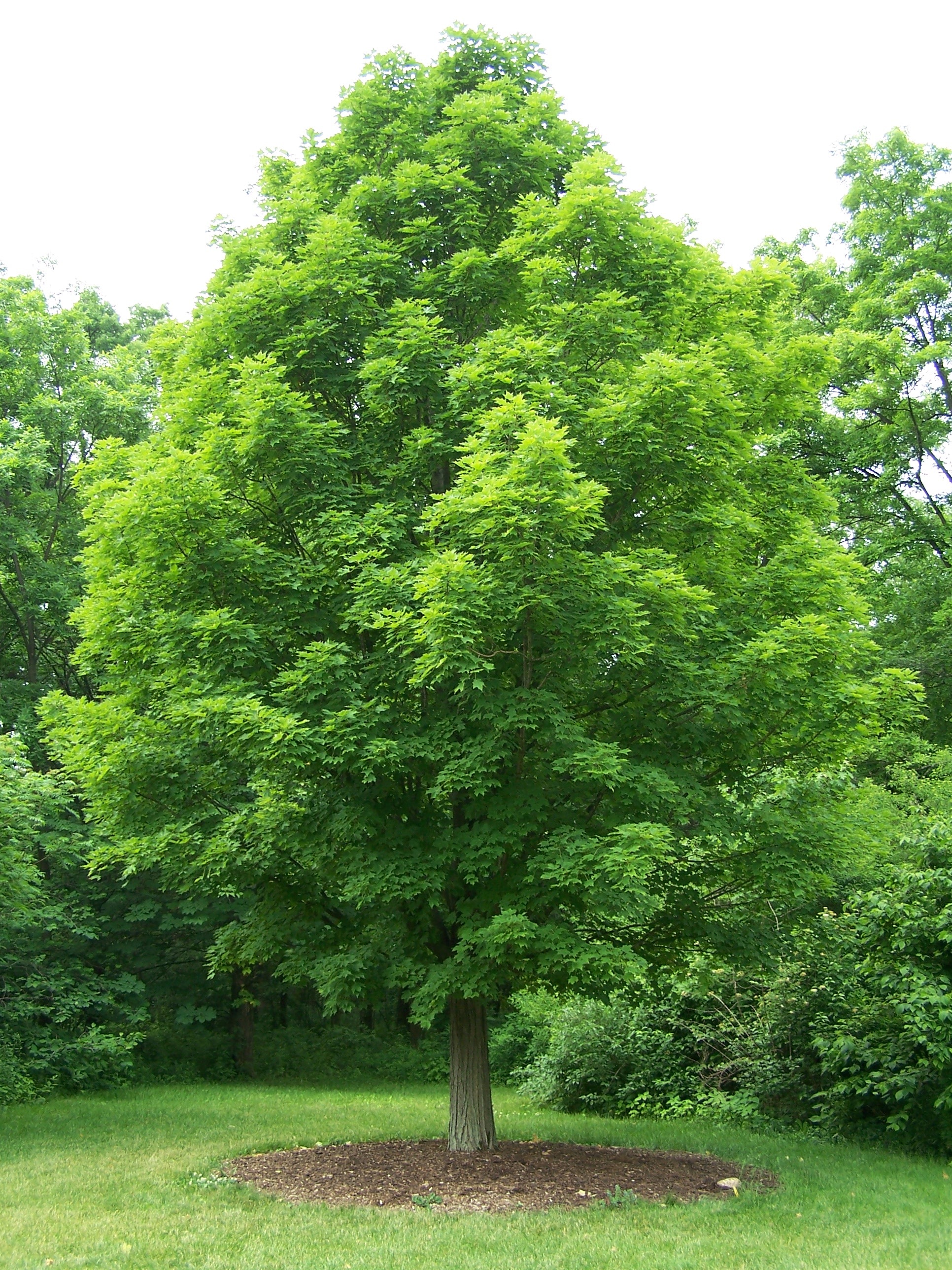Acer_saccharum.jpg