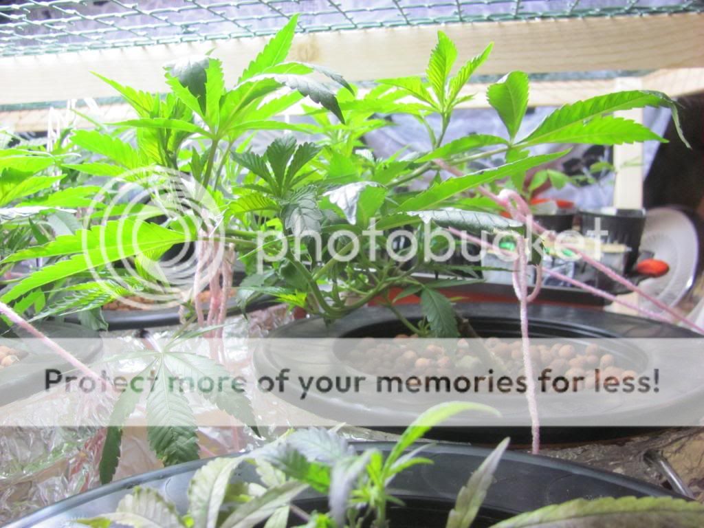 IMG_2885_zps3966cbd7.jpg