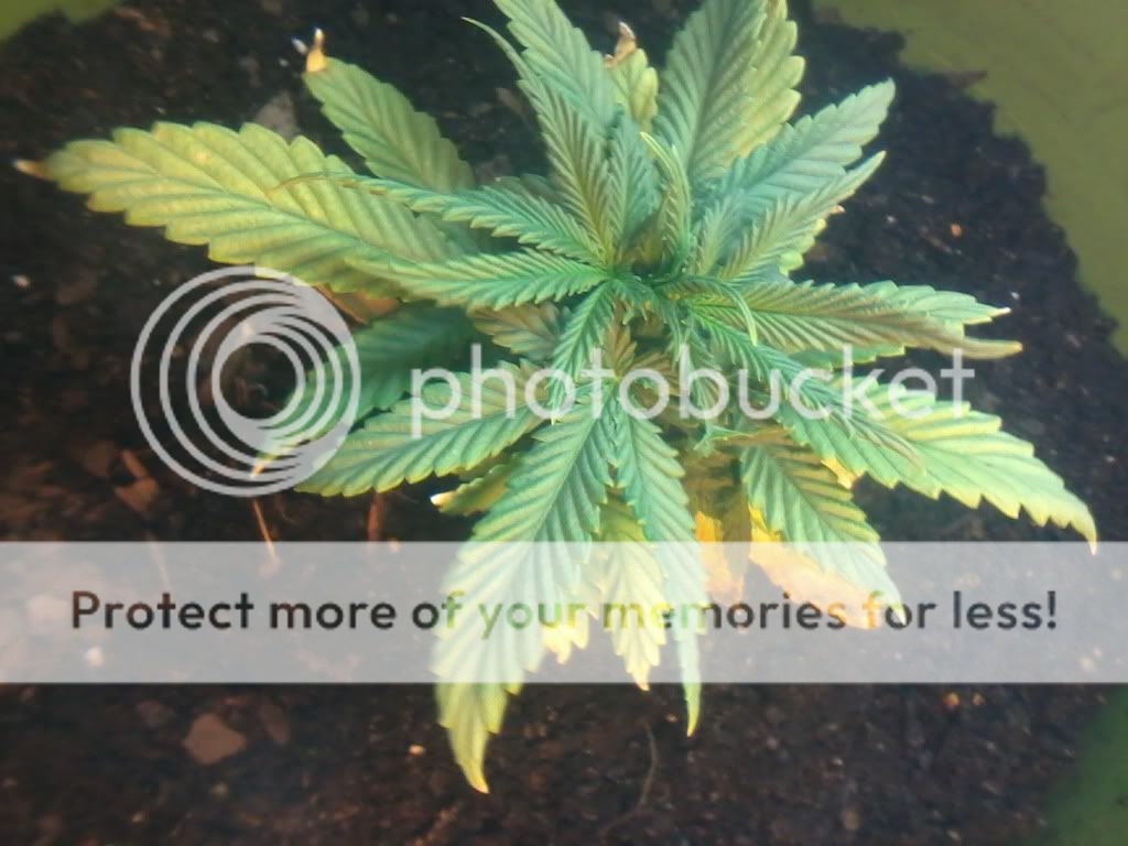 MotzerellaOCT179week3day.jpg