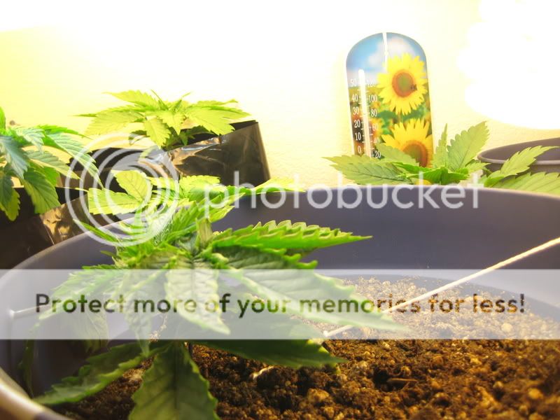 plants005.jpg
