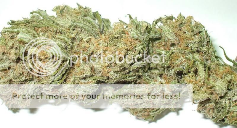 myblunug3.jpg