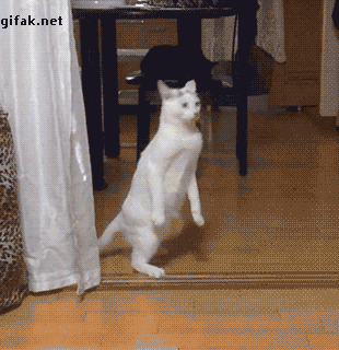 gifs_17.gif