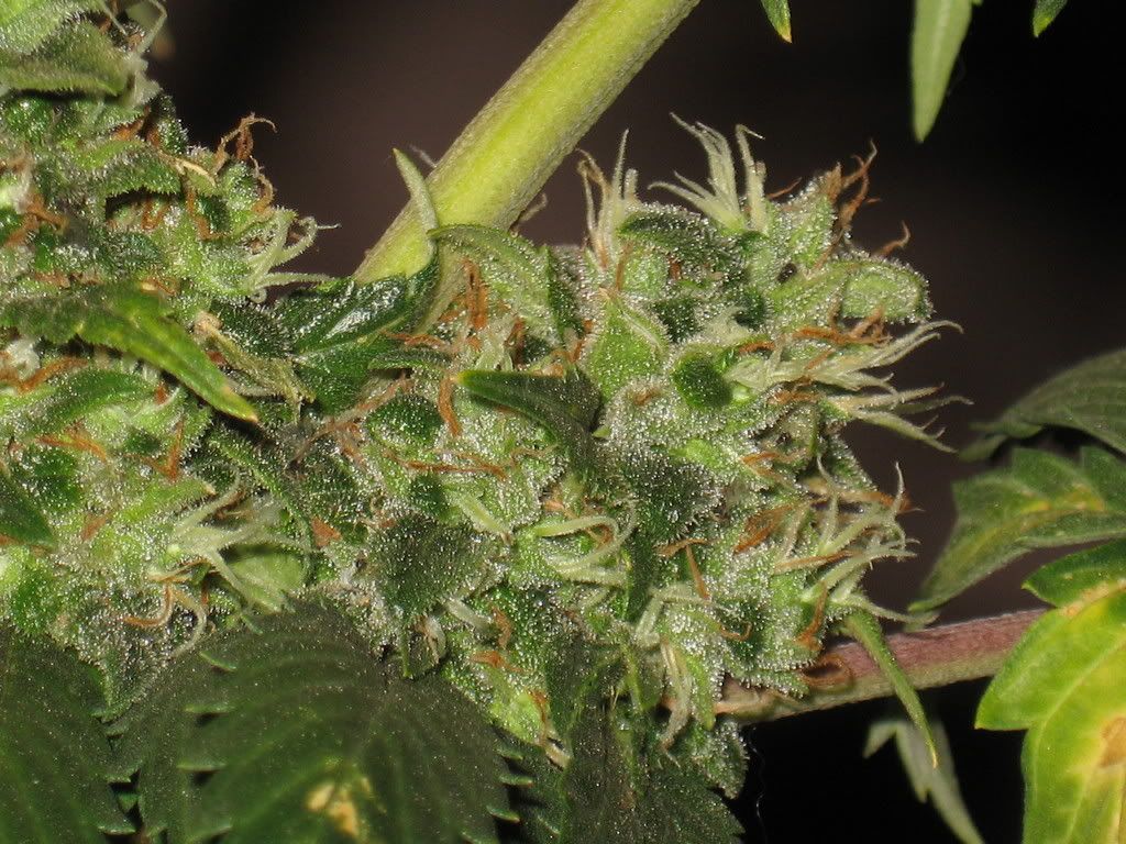IMG_1258.jpg