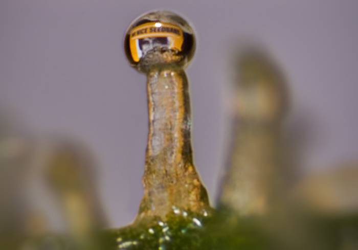 2964MRNICEMARKS_IN_TRICHOME.jpg
